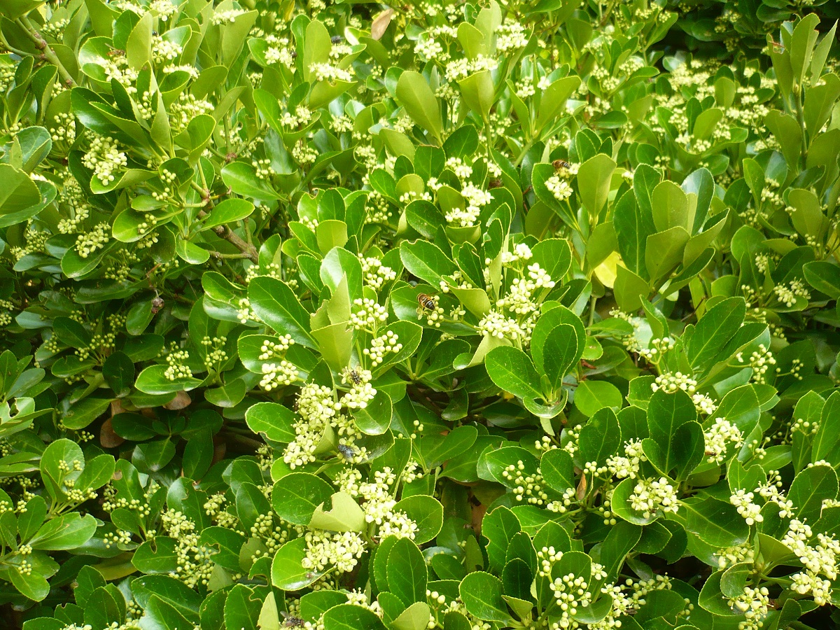 Euonymus japonicus (Celastraceae)